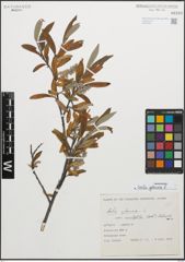 Foto von Salix glauca L.